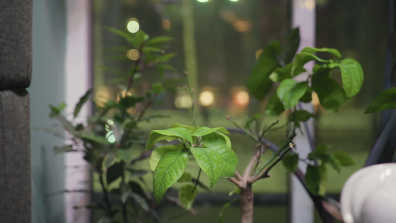 Indoor green plant placed beside window during nighttime with blurry car lights glowing in background, showcasing peaceful interior environment blending with soft outdoor evening traffic lights