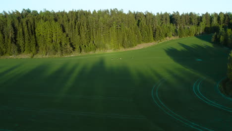 Acercándose-A-La-Vista-Aérea-Hacia-Los-Ciervos,-Pastando-En-Un-Campo-Verde,-En-El-Campo-De-Finlandia,-Soleado,-Tarde-De-Primavera,-En-Porkkala,-Uusimaa---Rangifer-Tarandus-Fennicus---Inclinado-Hacia-Abajo,-Tiro-Con-Drones