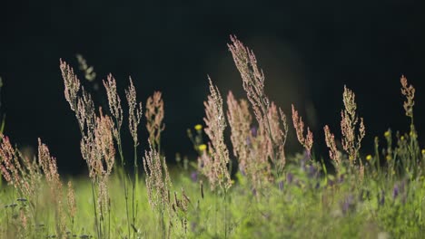 a close-up shot of the lush meadow