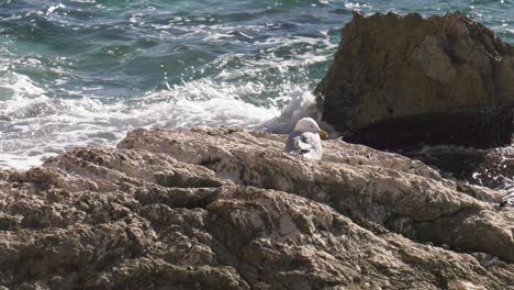 Seagull-on-rocky-coast-with-waves-rolling-in,-seabird,-mediterranean-Spain