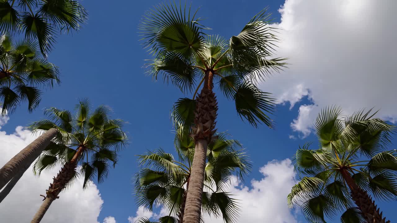 Upward angle captures tall palm trees against a bright blue sky with fluffy clouds