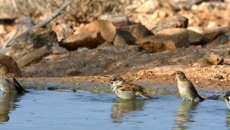 flock of house sparrows (passer domesticus) drinking water from a spring in the desert