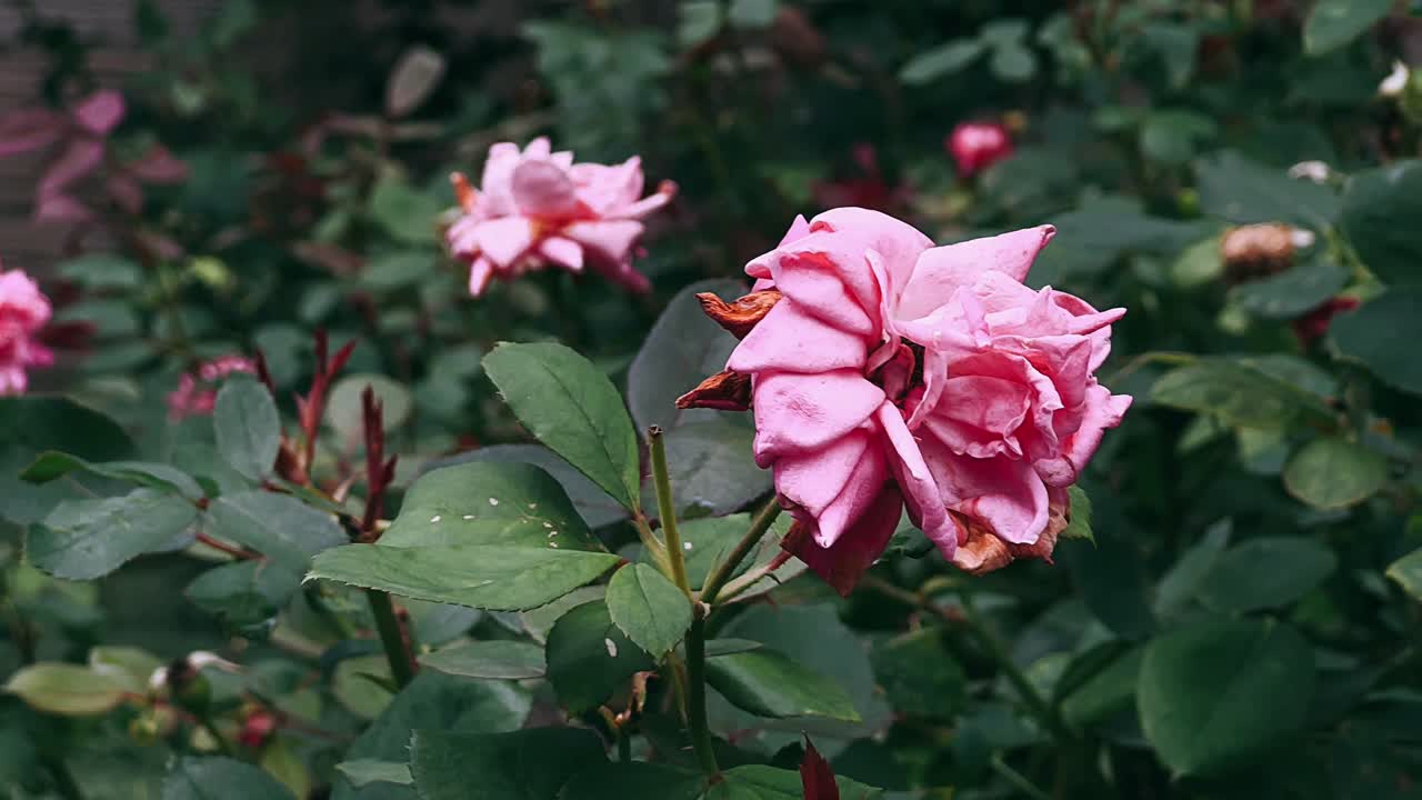 Mawar Merah Muda di Kebun