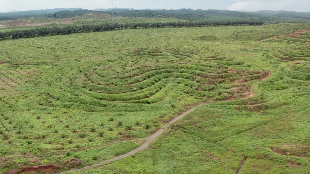 toma aérea de una nueva plantación de palma aceitera en malasia, árboles jóvenes y pequeñas montañas aparecen en el campo