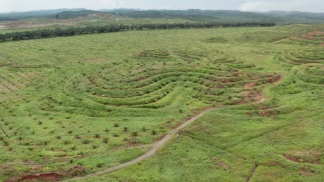 Luftaufnahme-Einer-Neuen-Ölpalmenplantage-In-Malaysia,-Junge-Bäume-Und-Kleine-Berge-Erscheinen-Auf-Dem-Feld