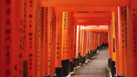 walking under vibrant orange torii gates