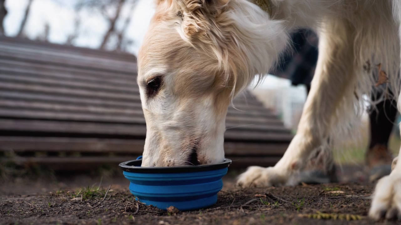 Ein Golden Retriever trinkt Wasser aus einem blauen faltbaren Napf auf dem Boden. Hundekopf und Vorderpfoten sind sichtbar, mit Schmutz unter dem Kinn, der auf eine kürzliche Aktivität hindeutet. Der Hintergrund zeigt eine Außenumgebung.