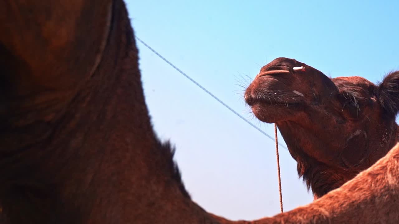 Close up face shot of a shot of a camel at pushkar camel fair, india