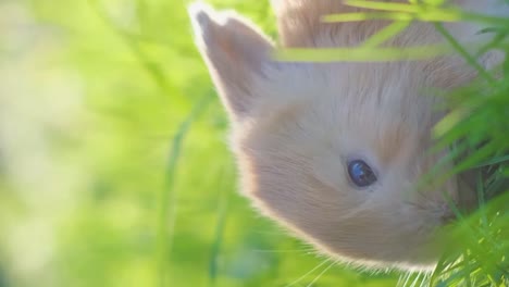 close-up of a young rabbit in green grass