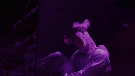 mysterious goat mask in the dark