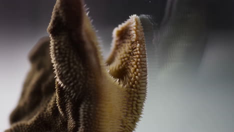 macro shot of coral with reflection