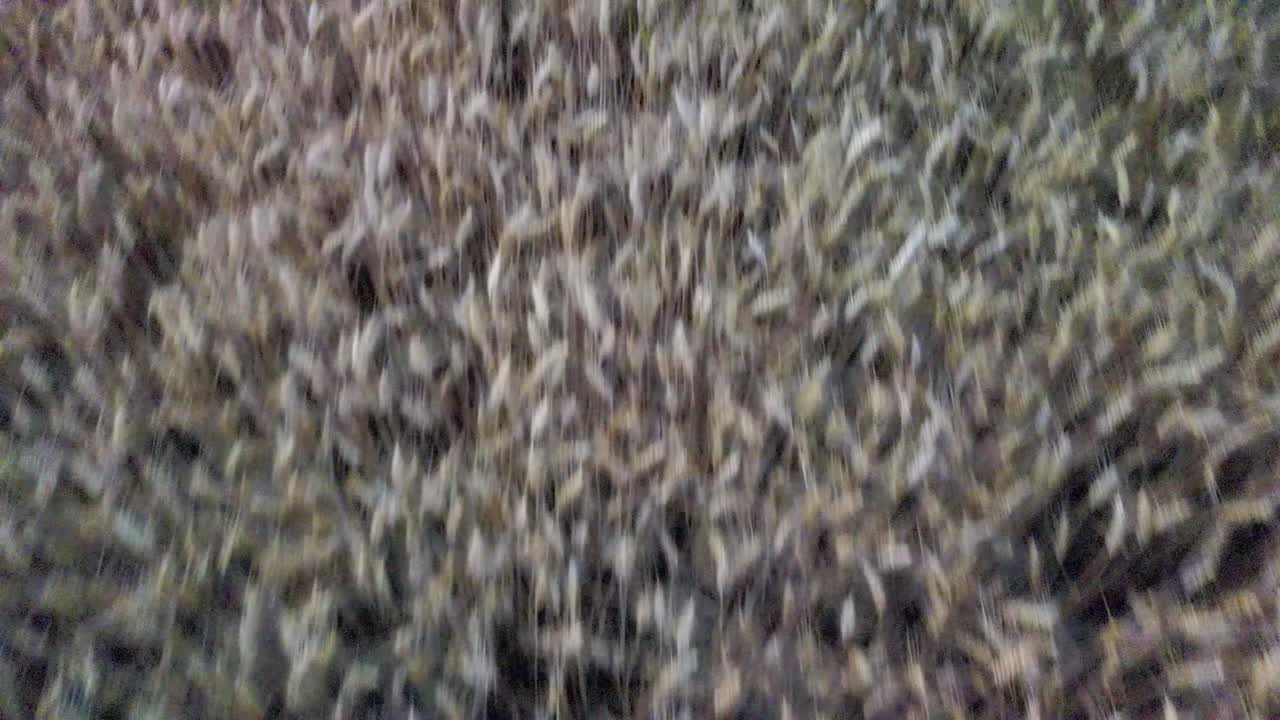 Top down view of yellow wheat field then panning up on agricultural field with mountains in background at sunset, Germany
