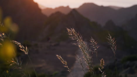 Pflanzen-Wiegen-Sich-Im-Wind-Und-Leuchten-Bei-Sonnenuntergang-In-Den-Bergen-In-Goldenem-Licht