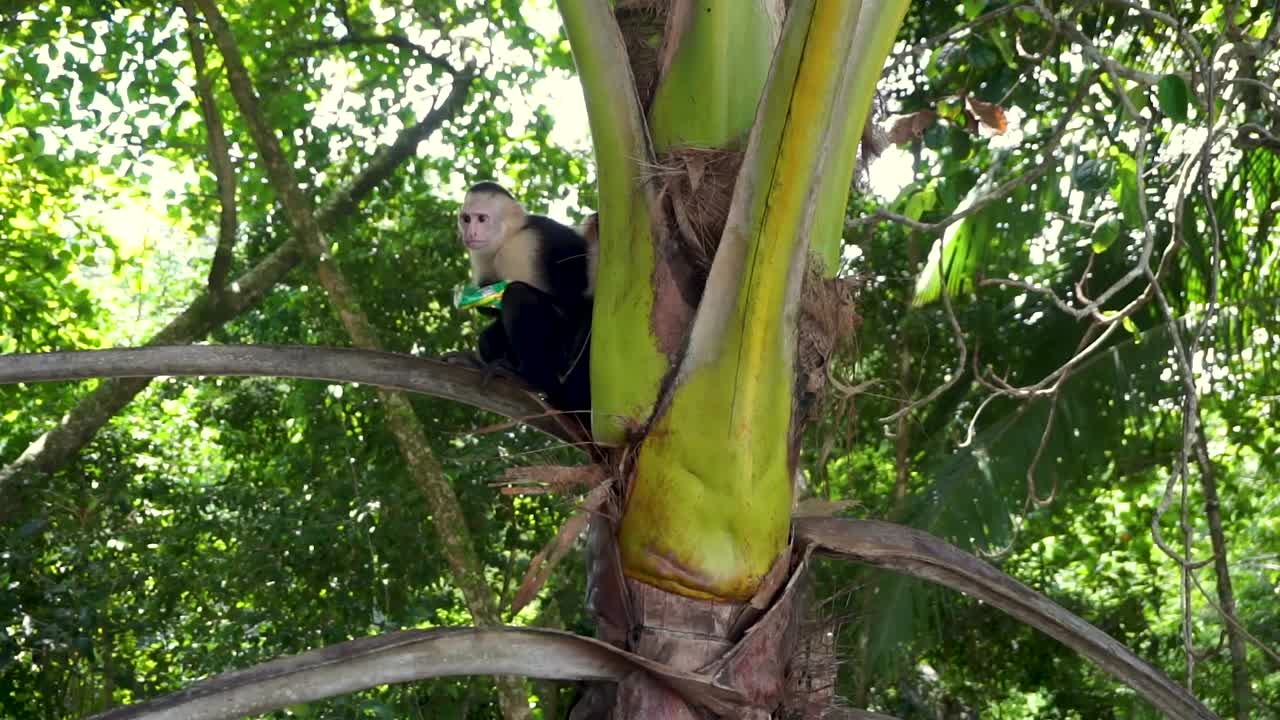 monos capuchinos tratando de comer una barra de chocolate robada fuera del paquete en costa rica