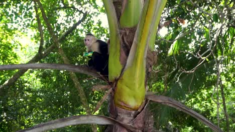 Monos-Capuchinos-Tratando-De-Comer-Una-Barra-De-Chocolate-Robada-Fuera-Del-Paquete-En-Costa-Rica