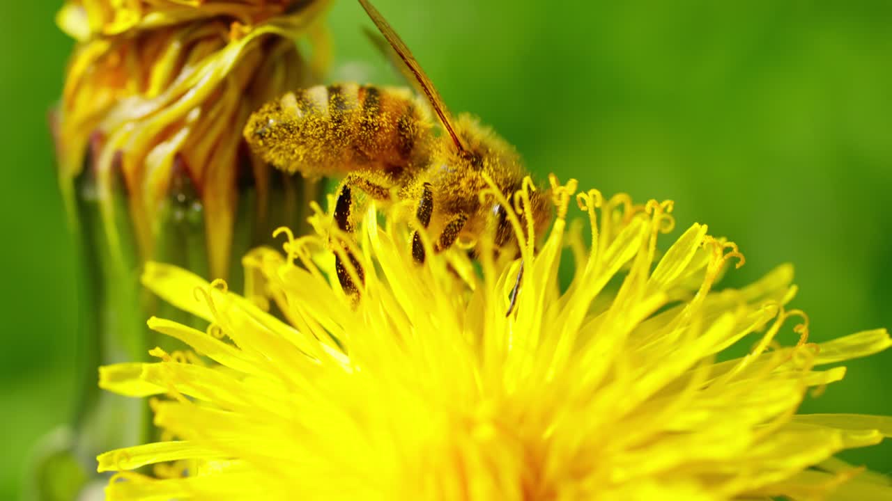 Macro of a honeybee covered in pollen while collecting nectar from a bright yellow dandelion flower in a sunlit green field, symbolizing pollination and biodiversity.