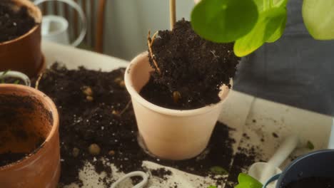 crop woman transplanting chinese money plant