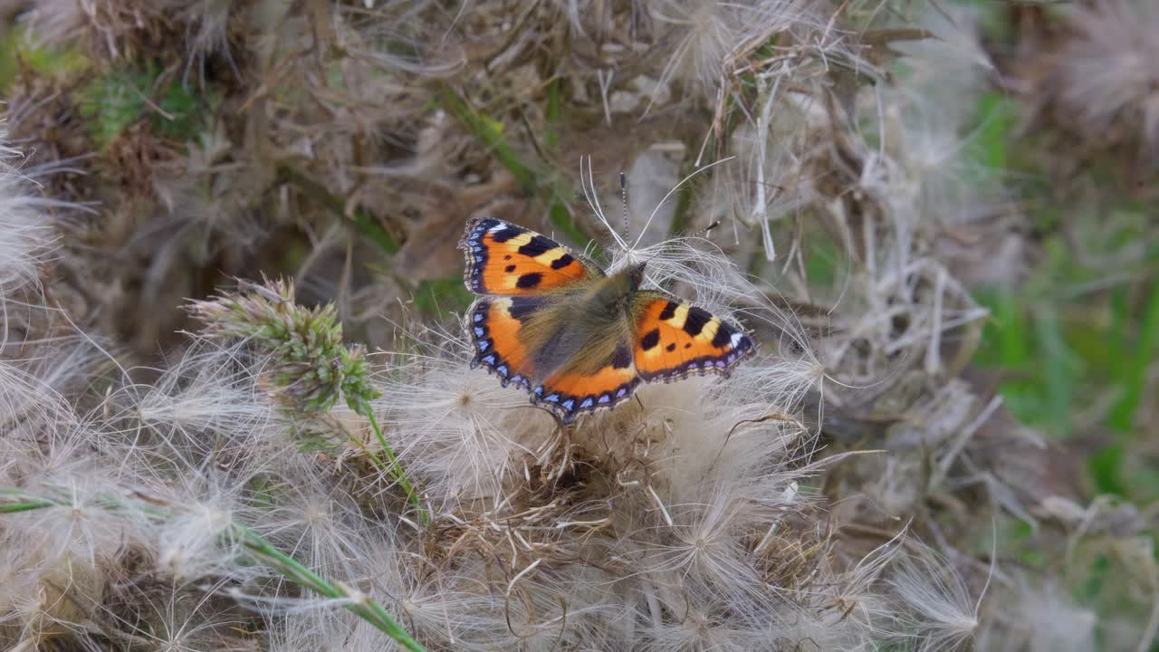 Farfalla Vanessa Atalanta su fiore di Buddleia.