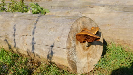 Steamer-trunk-fallen-to-the-ground-on-which-a-fungus-grows-in-the-background-moves-grass-and-sides-in-strong-wind-during-a-sunny-day-around-the-Moravian-Tuscany-area-captured-in-4k-60fps-slow-motion