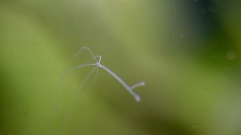 hydra, a primitive freshwater animal, moves in water current