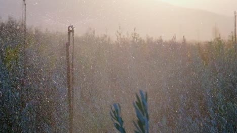 imágenes en cámara lenta de árboles pequeños regando bajo el sol con un rociador verde