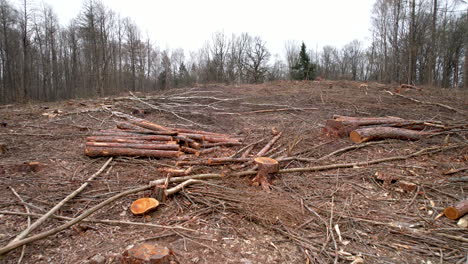 Restos-Forestales-De-Tala-Rasa-Para-La-Industria-Maderera,-Plataforma-Rodante-Aérea