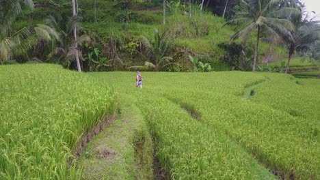 blonde woman in cutoff jeans walks through green rice fields in bali