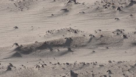 close up shot of stormy wind blowing sand grains on the beach during sunny day in summer