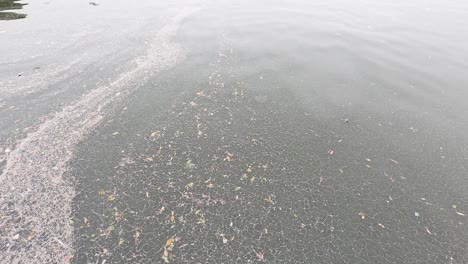 progression of leaves accumulation on river surface