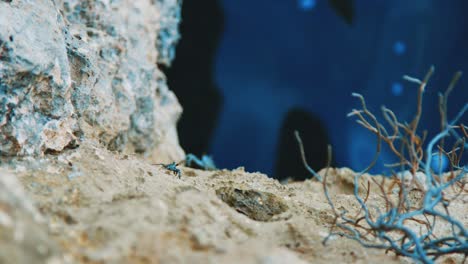 Black-natal-lightfoot-crabs-crawl-on-ocean-rock,-Curacao,-Caribbean