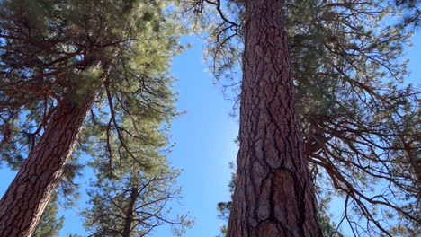 panning ponderosa pine trees in the forest