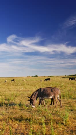 serene-summer-day-where-donkeys-peacefully-graze-on-a-lush-green-pasture