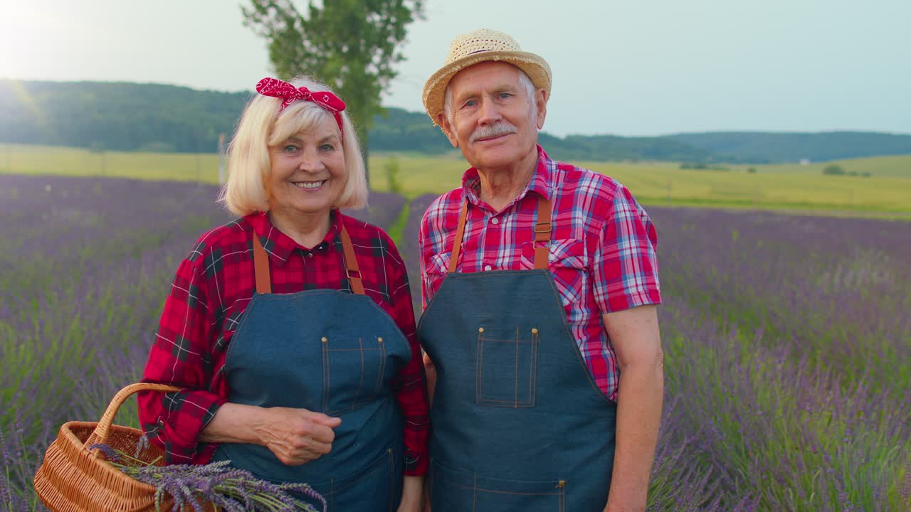 Anziani contadini, nonno e nonna, in un campo fiorito di lavanda viola, durante la raccolta