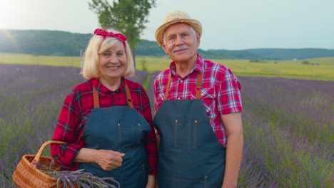 Senior-farmers-grandfather-grandmother-in-blooming-field-of-purple-lavender-flowers,-harvesting