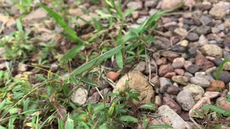 Green-camouflage-insect-among-the-grass