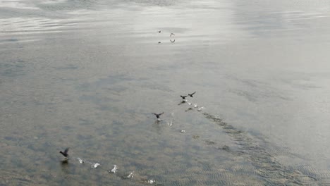ducks flying low and touching the water in a lagoon with shallow and clear waters