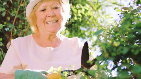 A-gardener-trimming-hedge-with-a-pair-of-gardening-shears