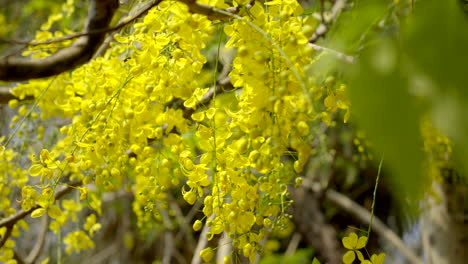 Die-Goldene-Dusche-Blume-Indischer-Goldregen-Pflanze-