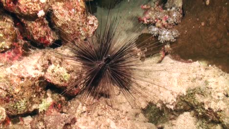 erizo de mar negro en el arrecife de coral por la noche