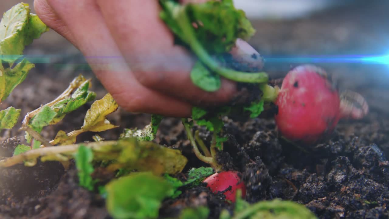 Hand grasping radish greens and pulling roots from soil in garden bed, gardening harvest for meal