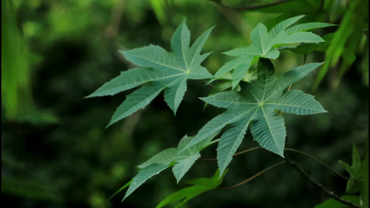 초록색 잎의 클로즈업