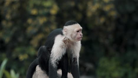 capuchin monkey sitting in the rock while scratching its arm