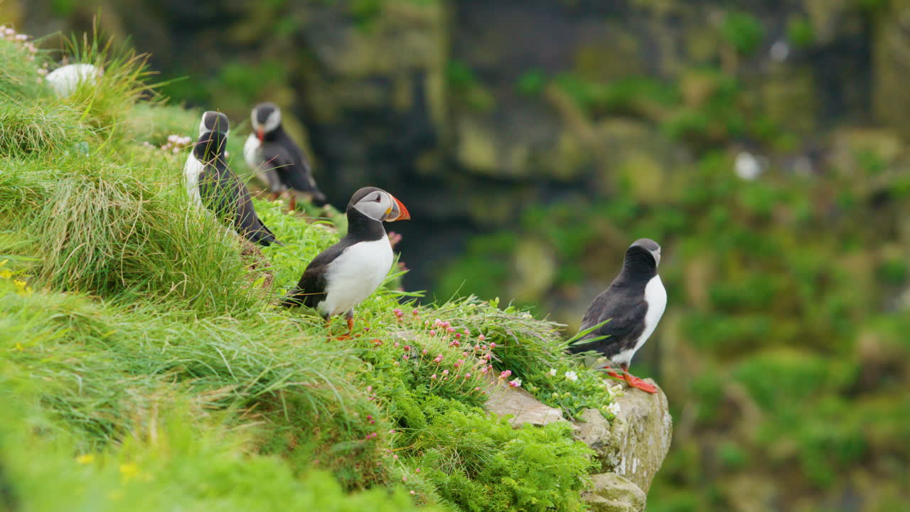 el papagaio atlántico volando desde un acantilado en la isla de lunga, escocia