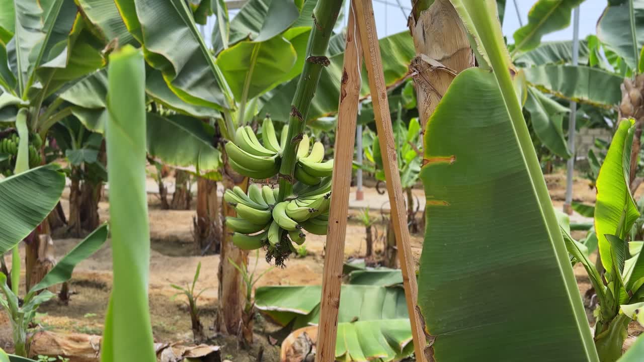 Close-up of a vibrant green banana bunch hanging on a banana tree in a tropical plantation. Captured in sharp 4K detail with natural lighting for agricultural or farming visuals.