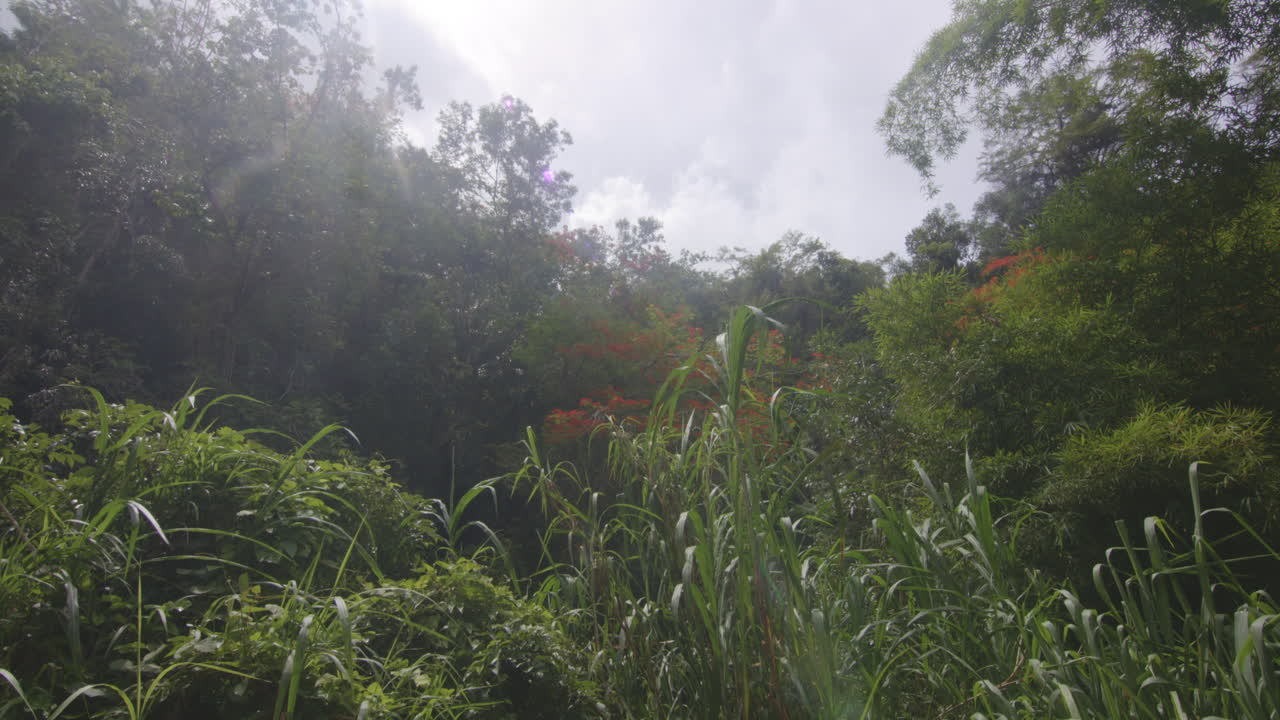 Sunny Sky Over Tropical Forest With Dense Trees In Rio Tanama, Puerto Rico