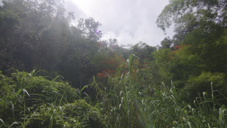 sunny sky over tropical forest with dense trees in rio tanama, puerto rico
