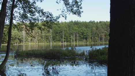 a slow panning shot reveals a lake with vegetation as the camera moves behind trees in the foreground