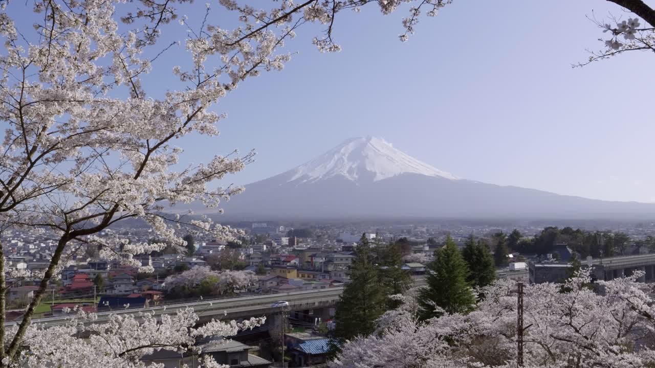 Cinematic slow motion push in toward Mt. Fuji framed by Sakura trees
