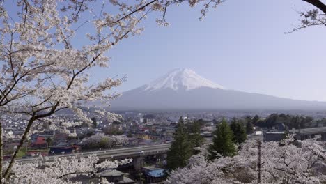 cinematic slow motion push in toward mt. fuji framed by sakura trees