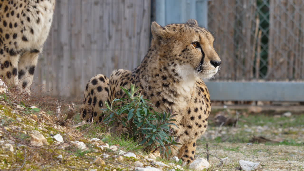 치타 아시노닉스 (acinonyx jubatus) 는 몽펠리에 (montpellier) 에 있는 라 동물원에 누워 있다.
